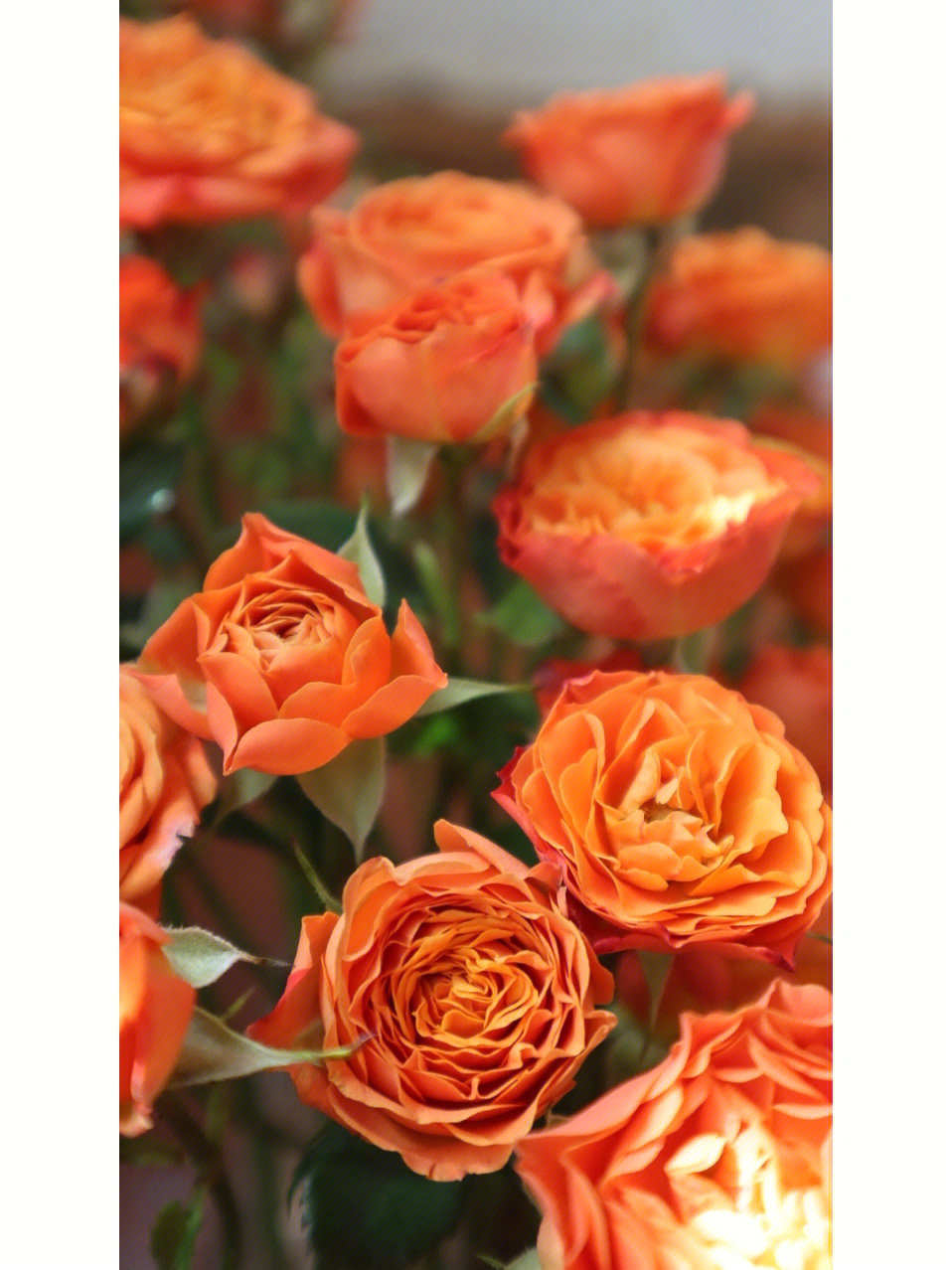 橙色芭比玫瑰寓意图片