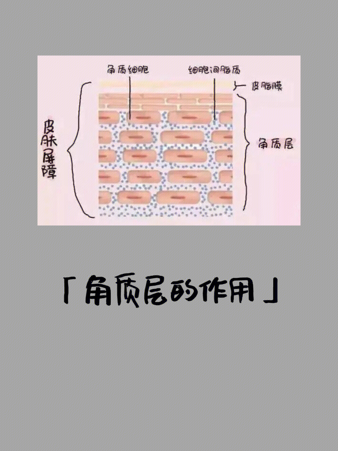 我们皮肤角质层的五大作用