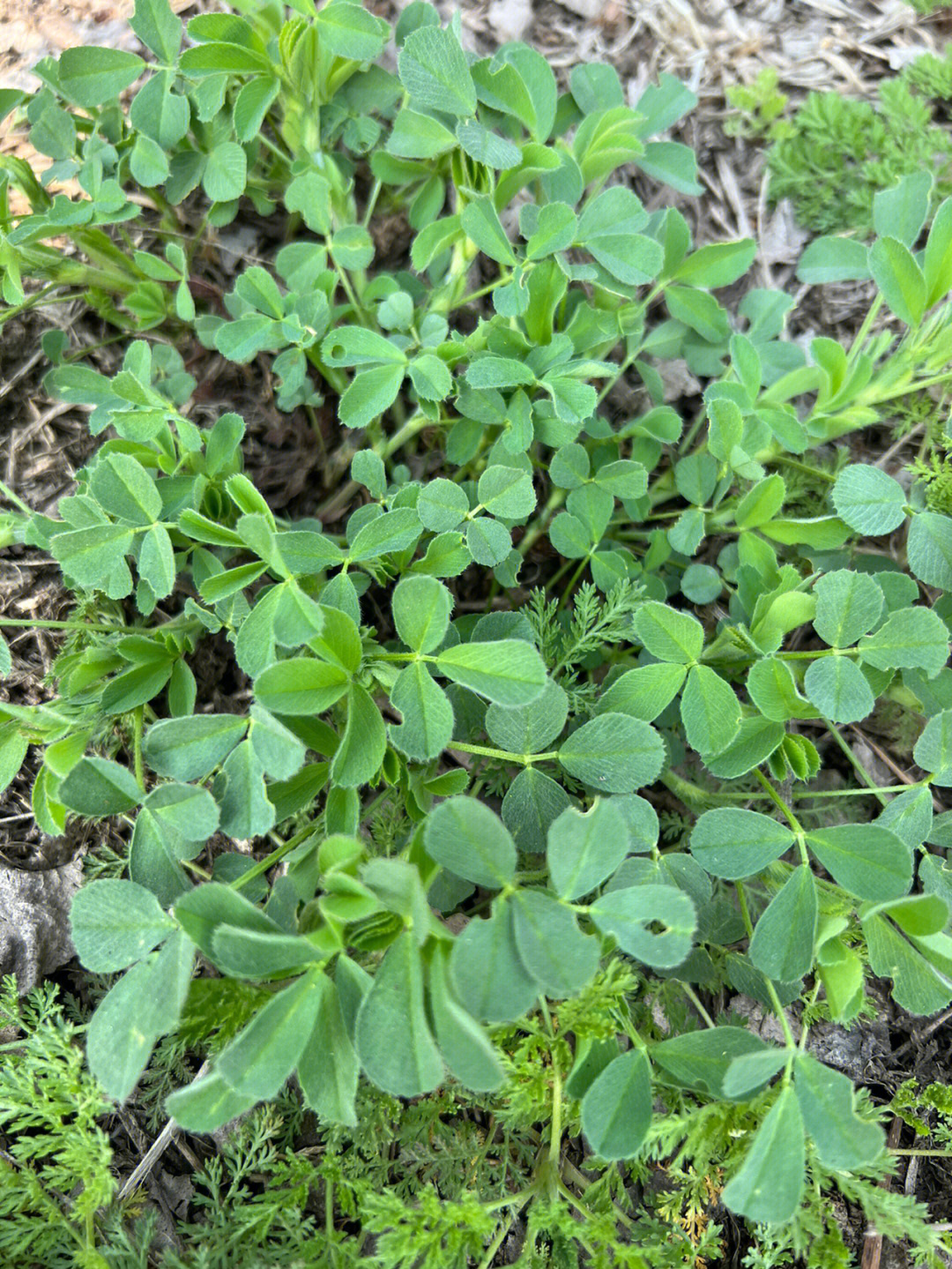 木须野菜图片图片