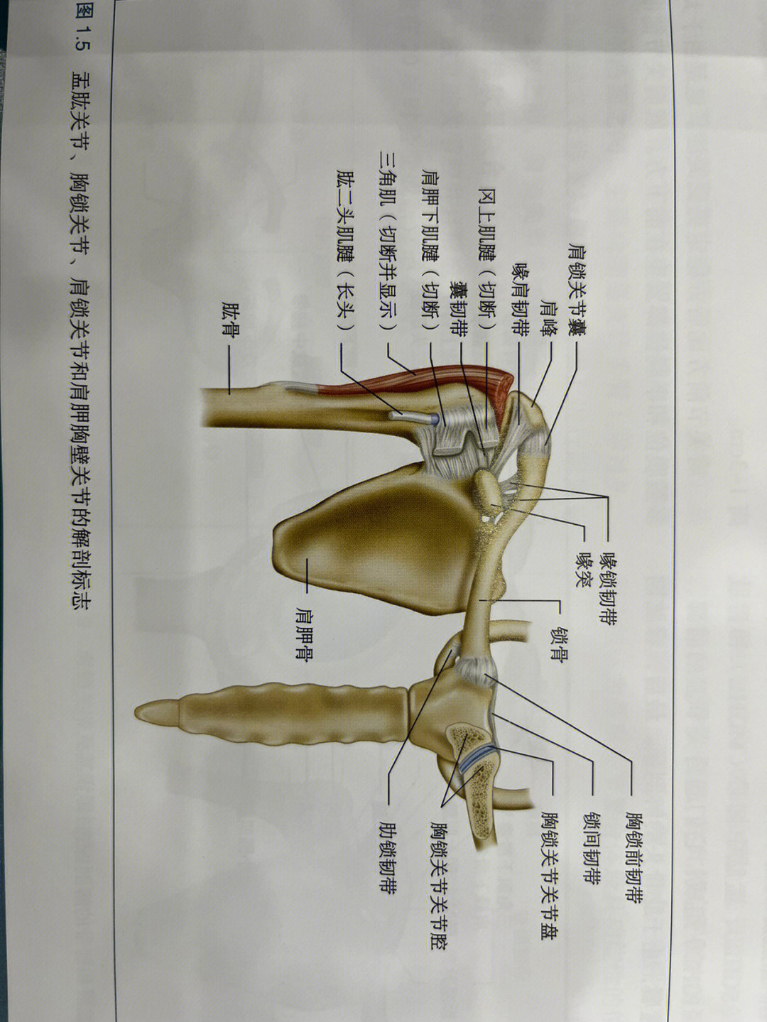锁骨解剖结构图解图片