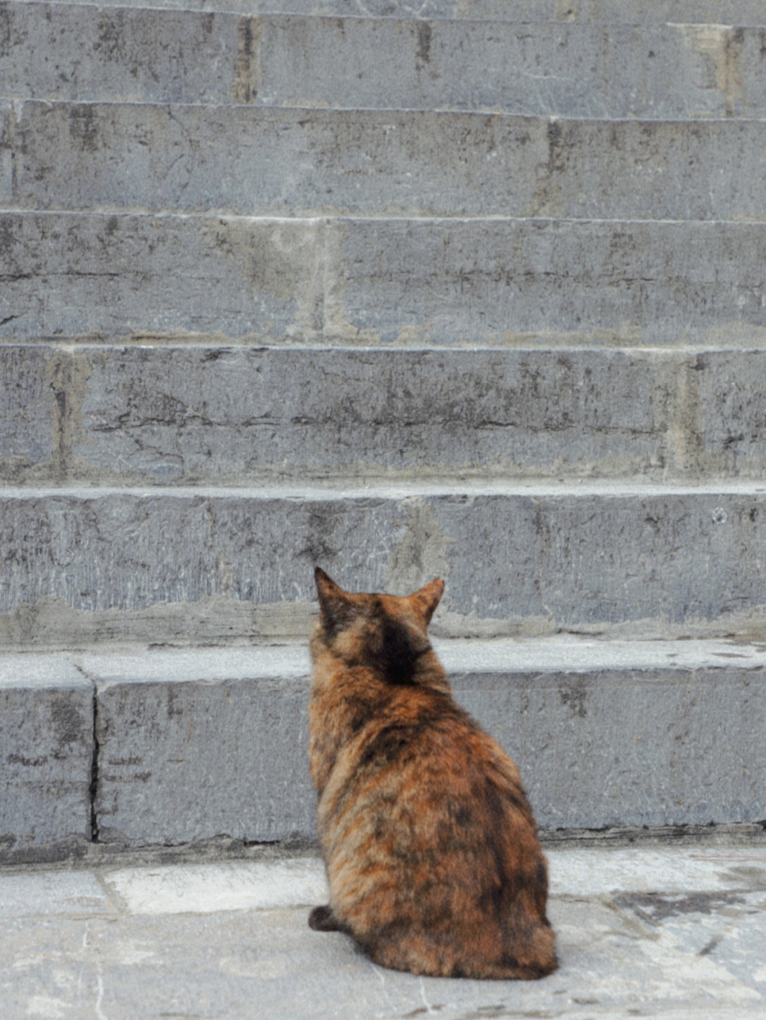 鸡鸣寺虔诚猫图片