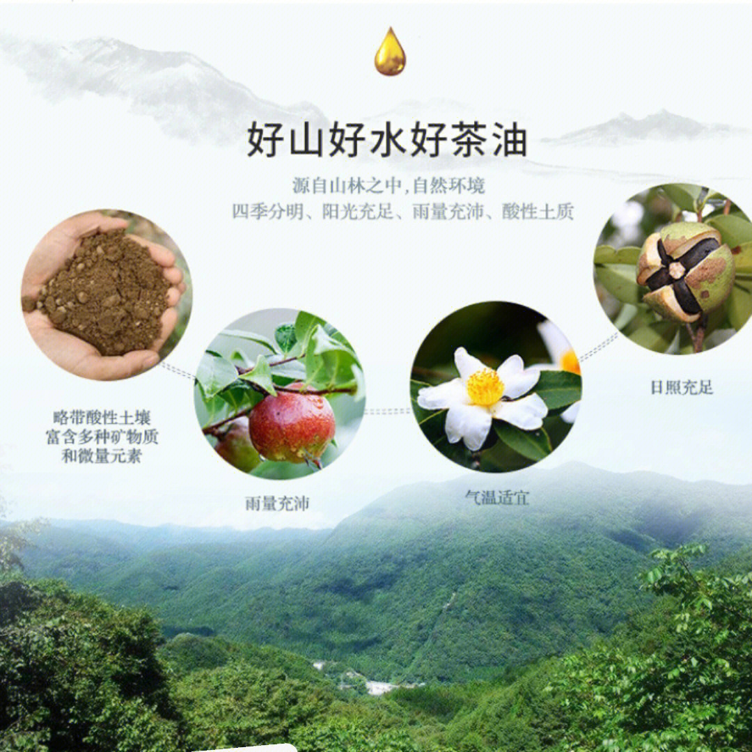 特级宜春小籽山茶油