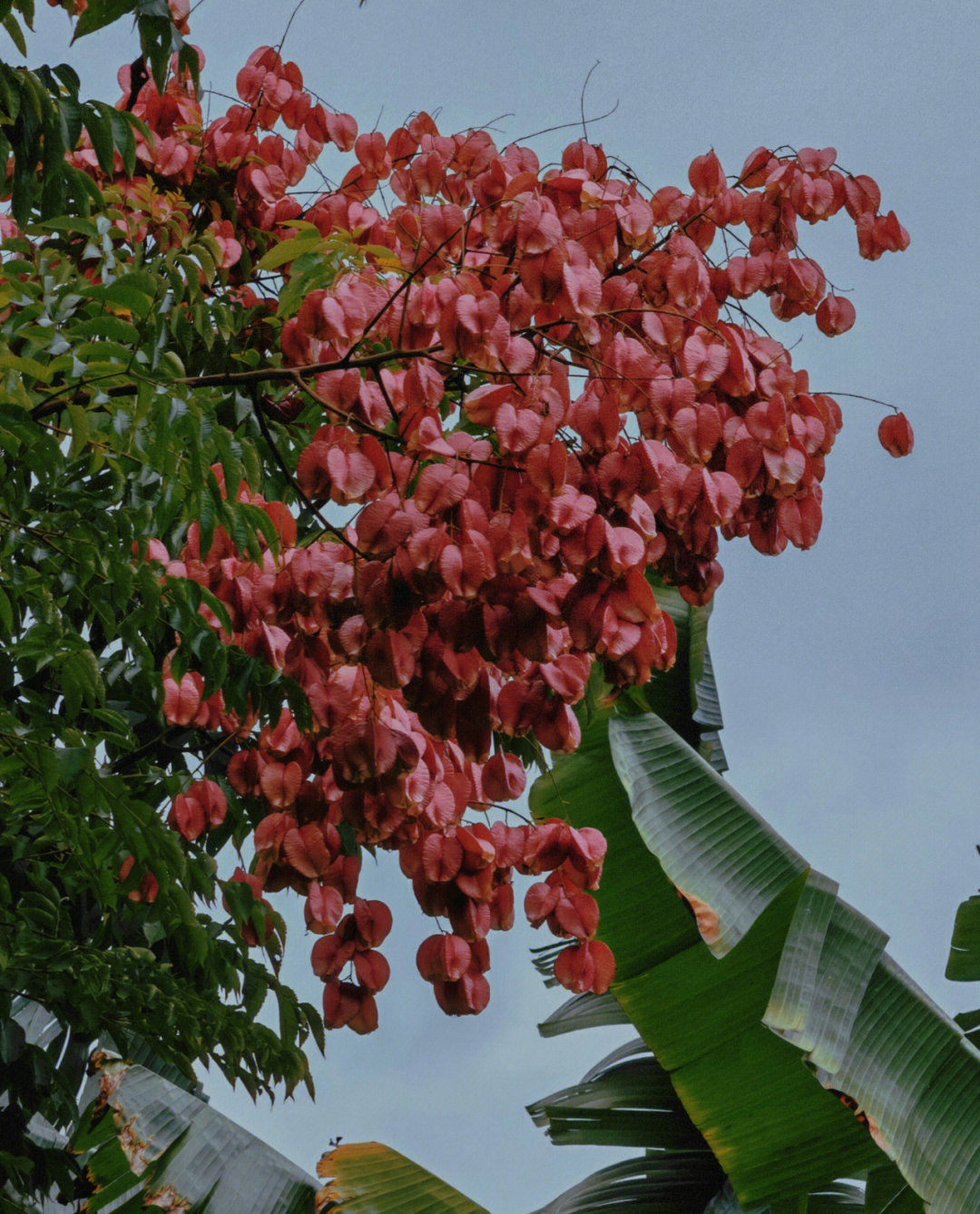 一棵会开花的树