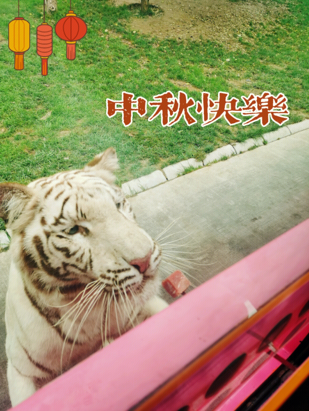 大狮子03大老虎91大狗熊93祝北京野生动物园所有动物中秋节快乐