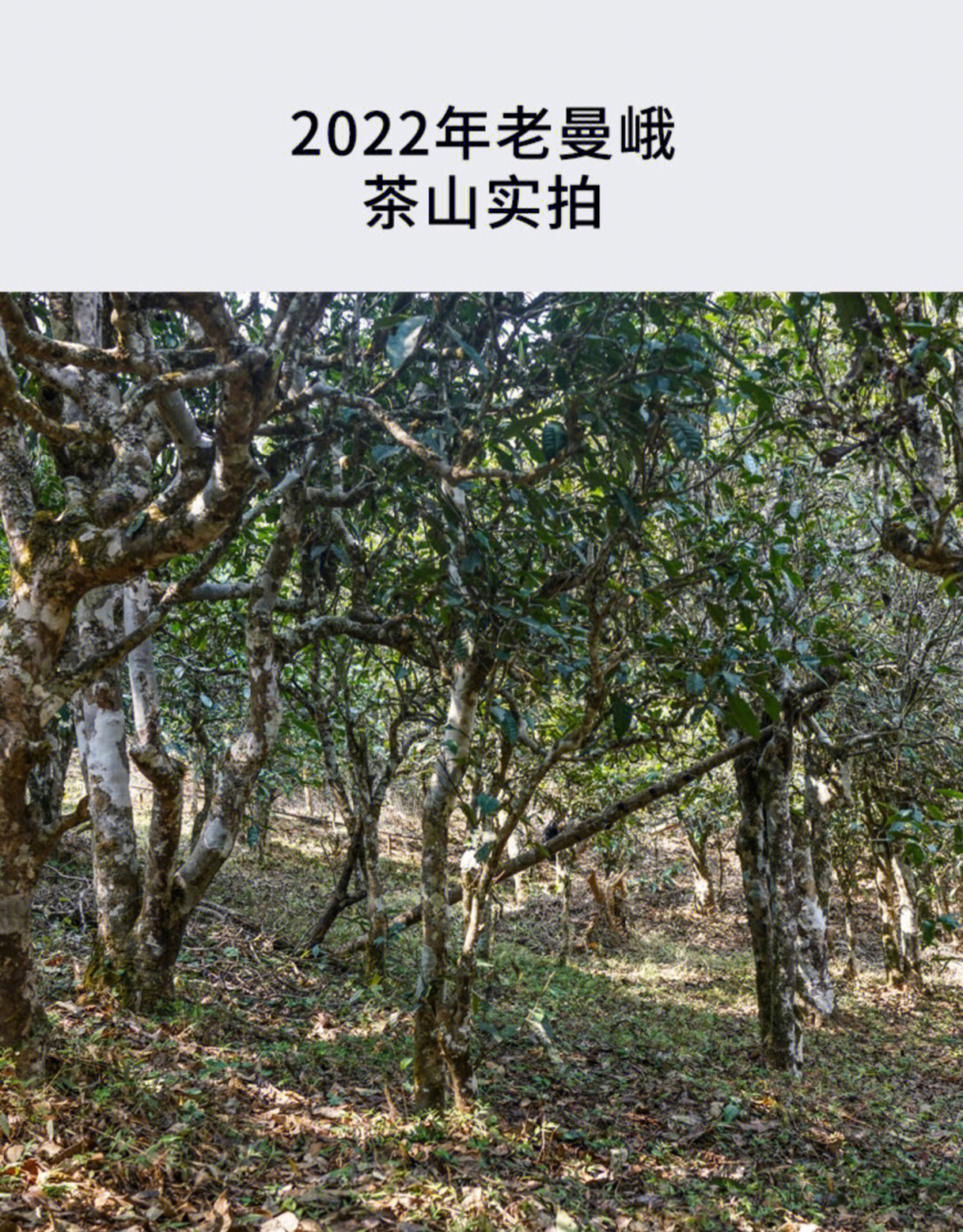 【2022年老曼峨古树头春】布朗山超有辨识度的茶,极有个性.