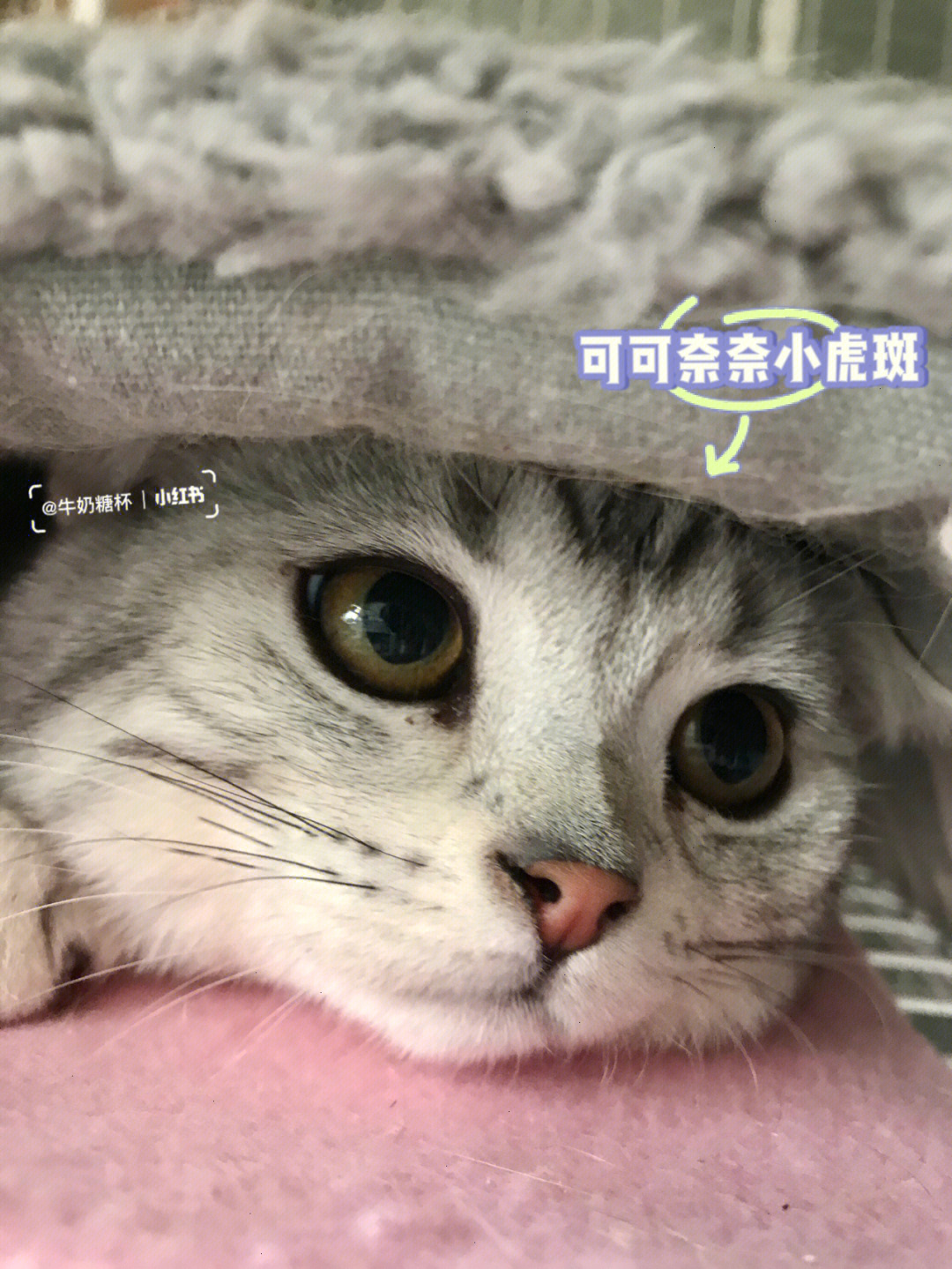 大家的猫崽崽都叫什么啊