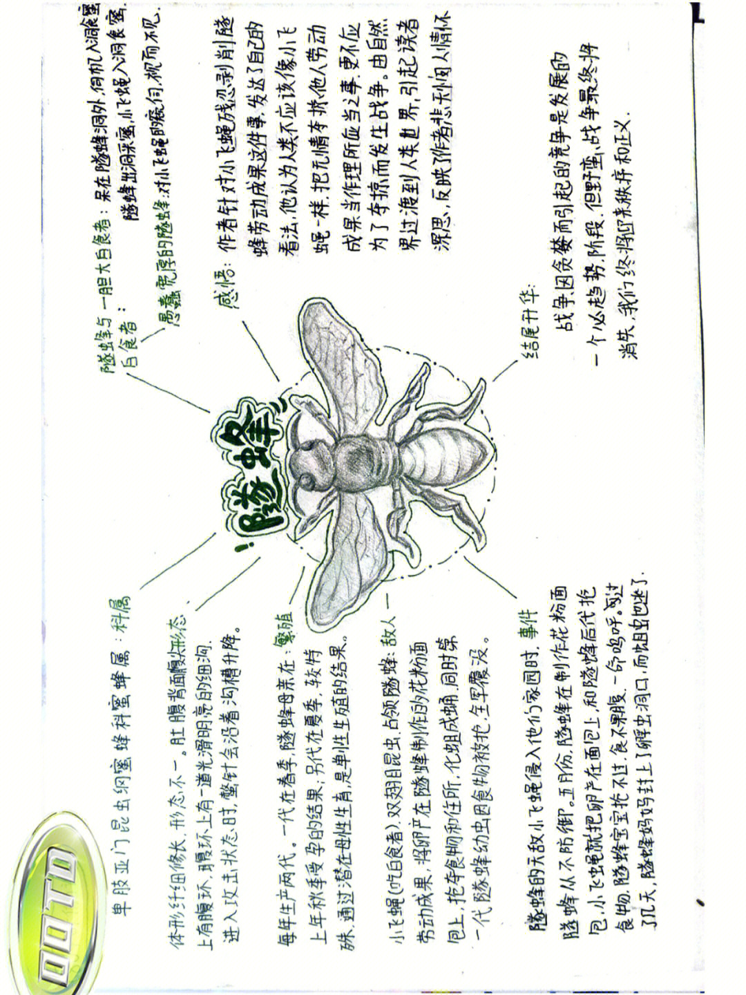 昆虫记之黄蜂思维导图图片