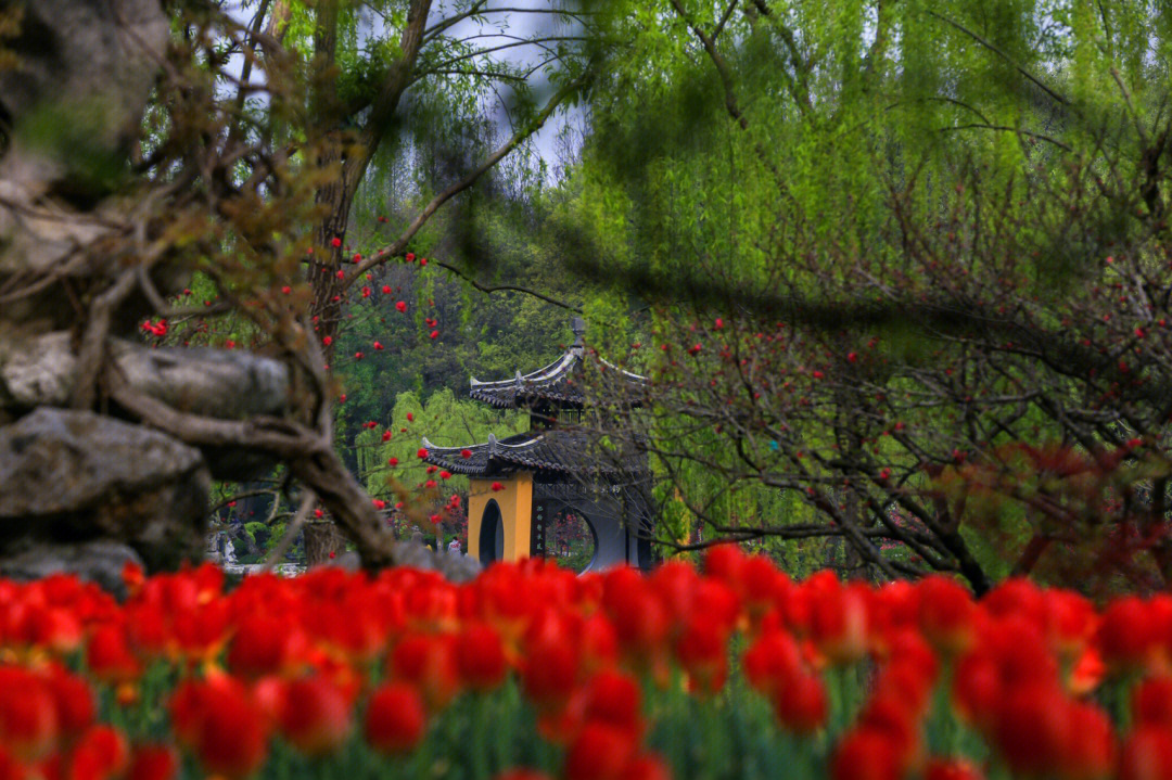 烟花三月图片美景图片