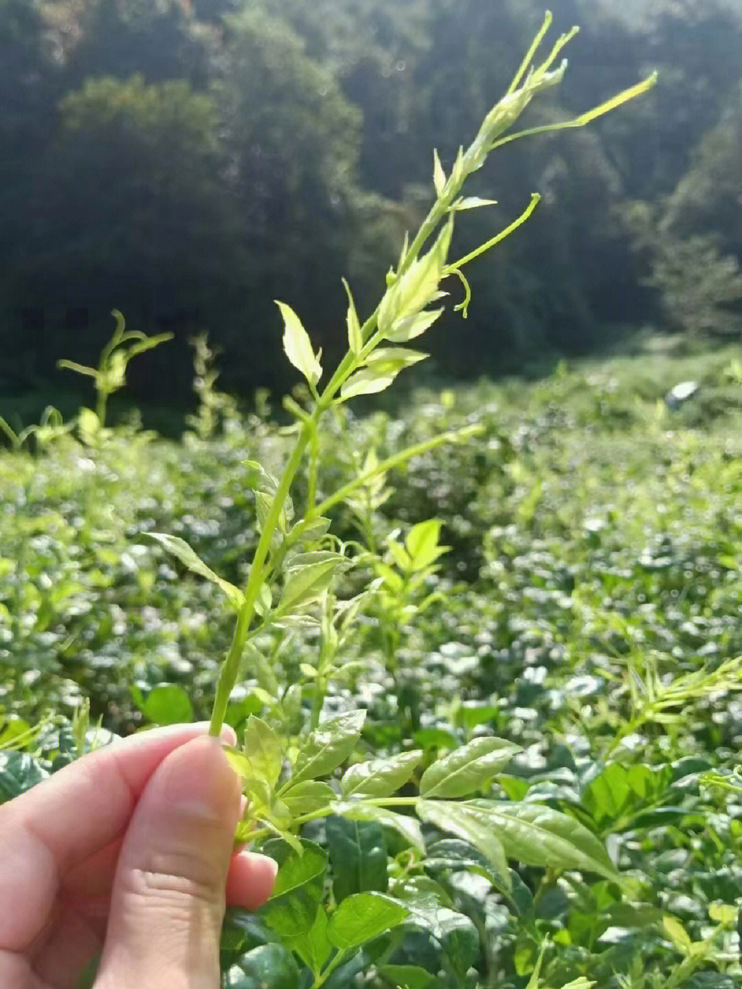 土家莓茶