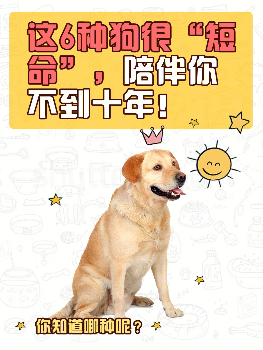 中国陪伴犬证明图片