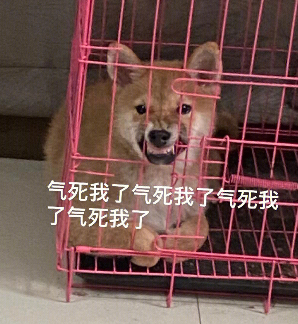 柴犬气死我了表情包图片