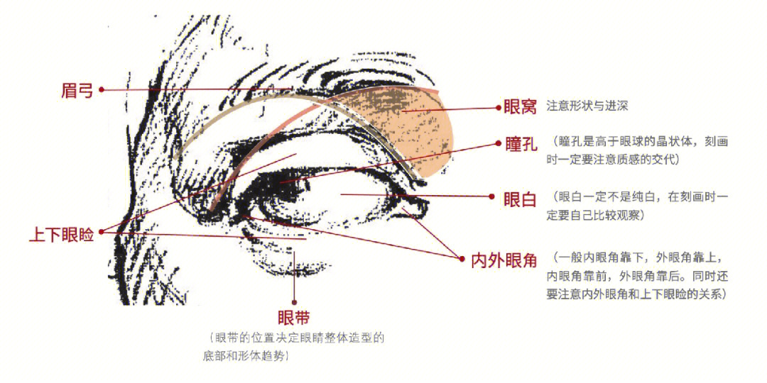 眉弓结构图图片