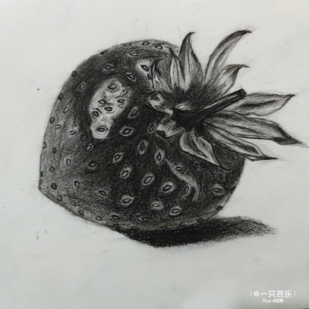 草莓素描画 静物图片