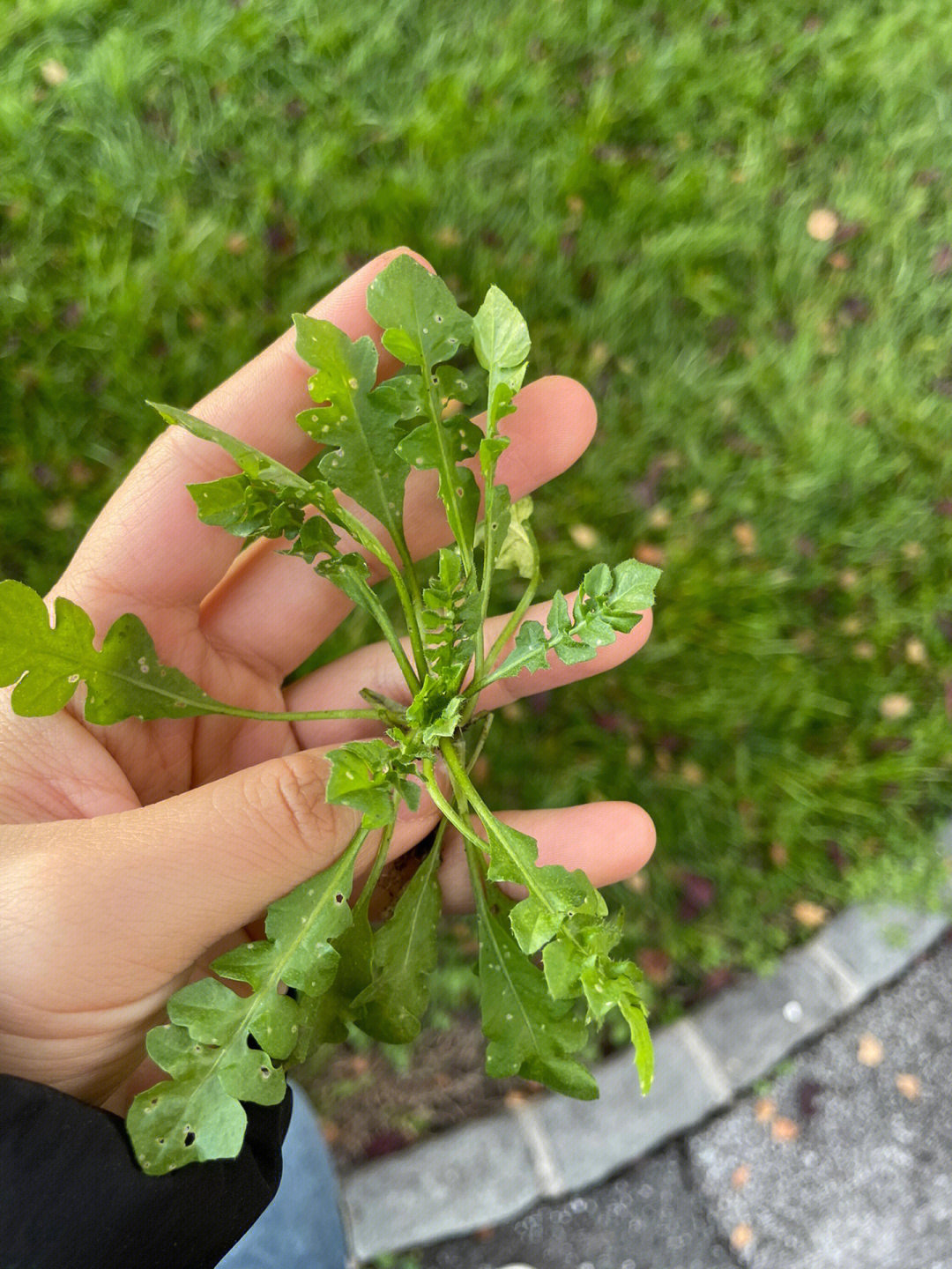 请问这是荠菜吗