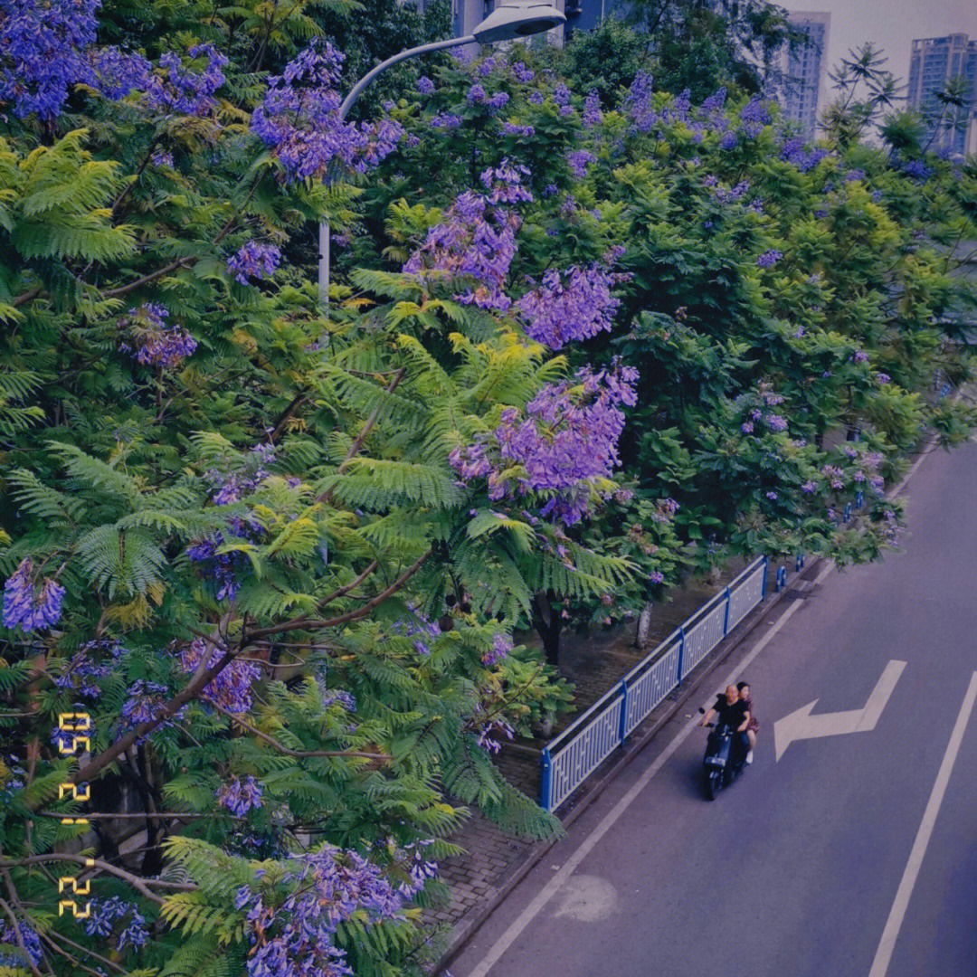 蓝楹花