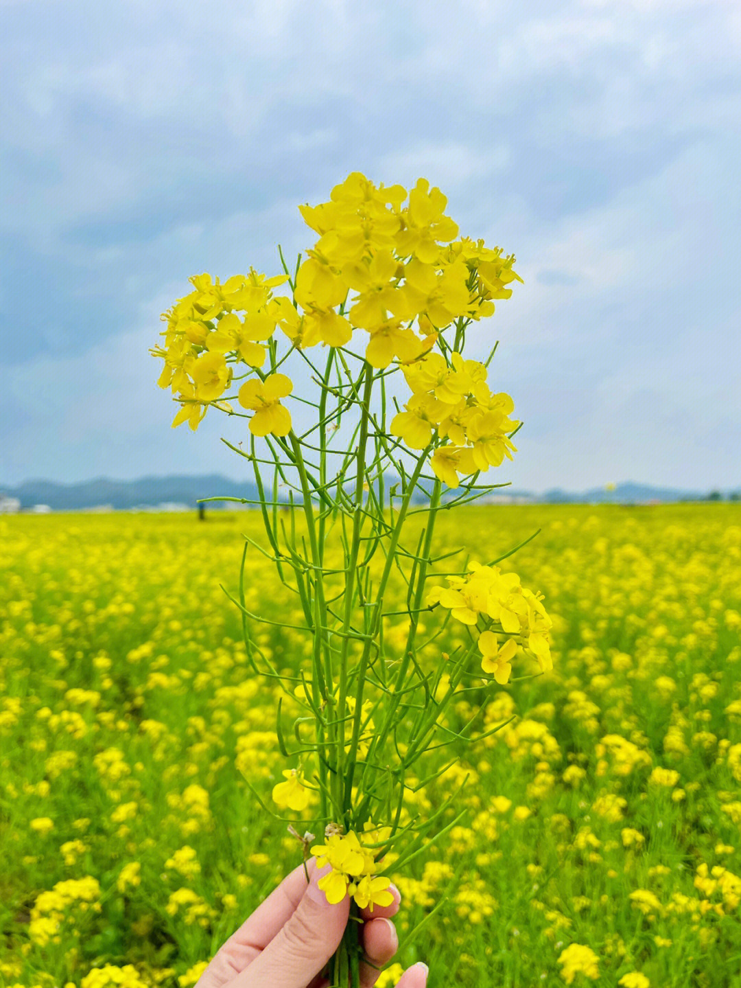 宾阳古辣刘村油菜花图片