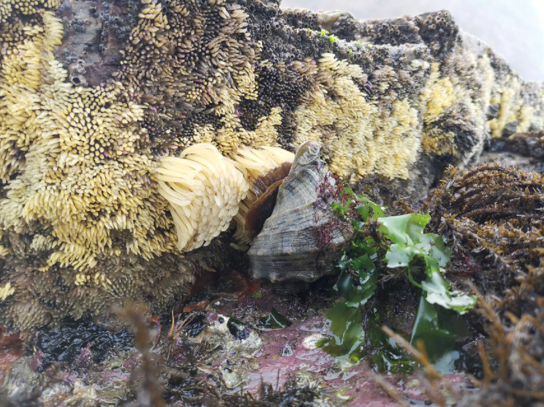 昨天遇到了海螺产卵