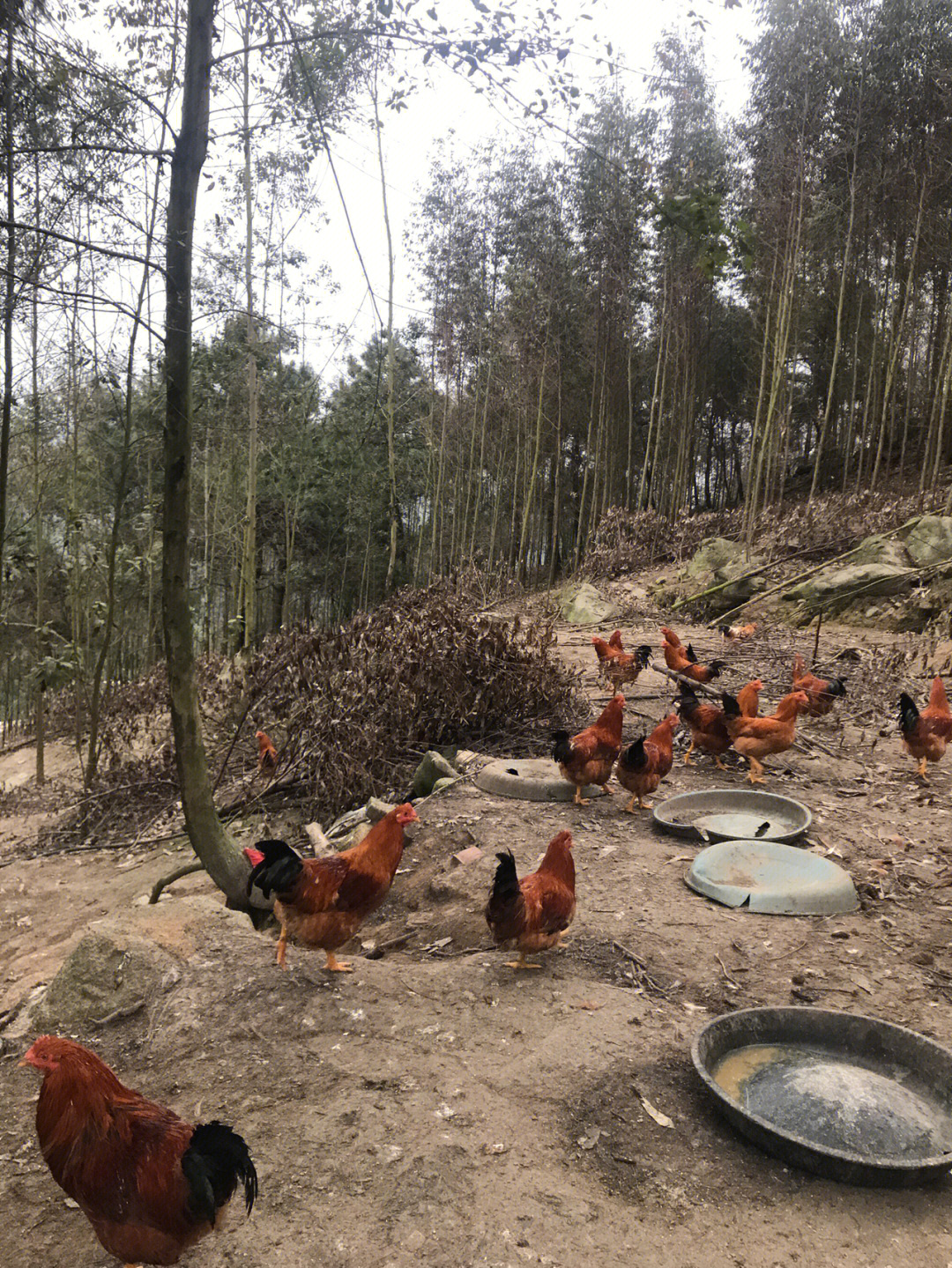 曲周县山鸡图片