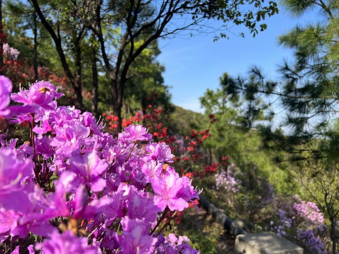 美丽的杜鹃花