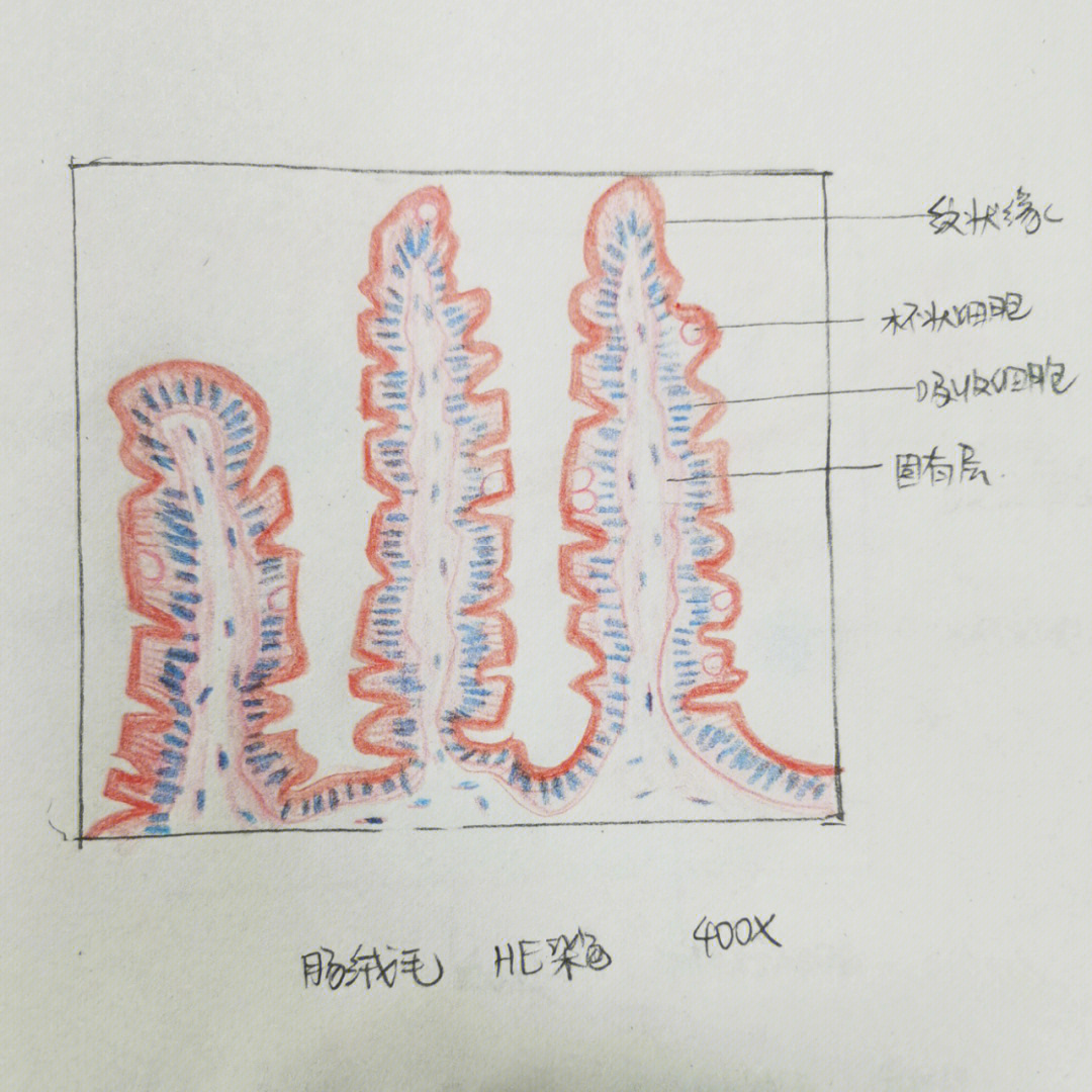 小肠上皮细胞手绘图片