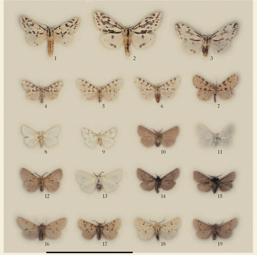 飞蛾品种图鉴及名称图片