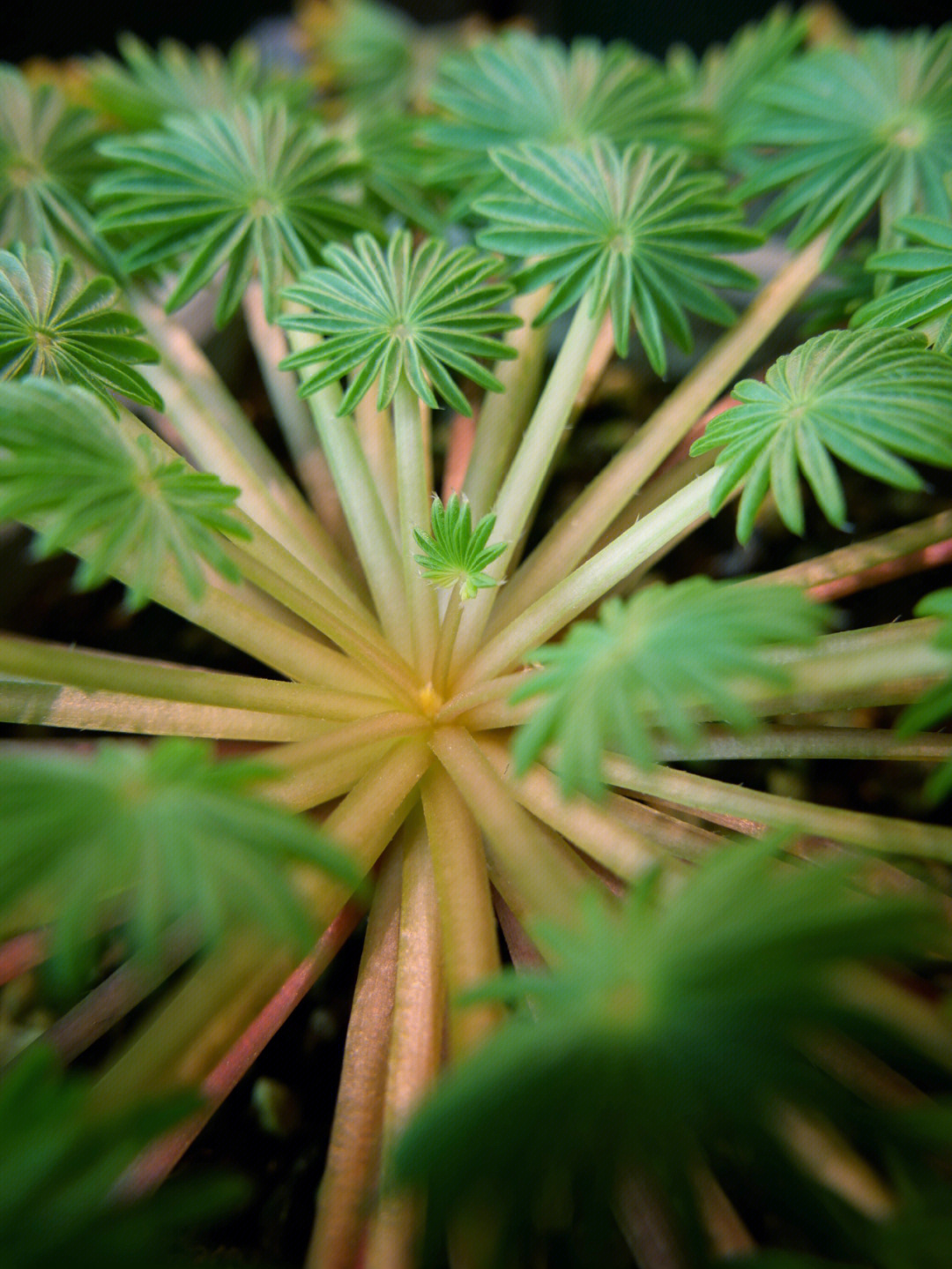 棕榈酢浆草每一个小巴掌都在向你生长