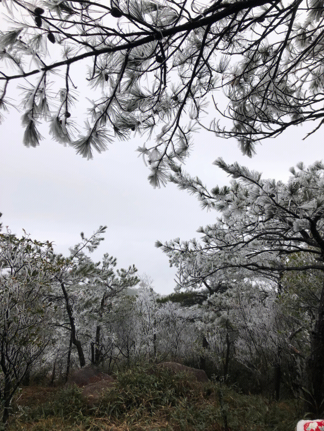 九仙山雾凇雨天图片