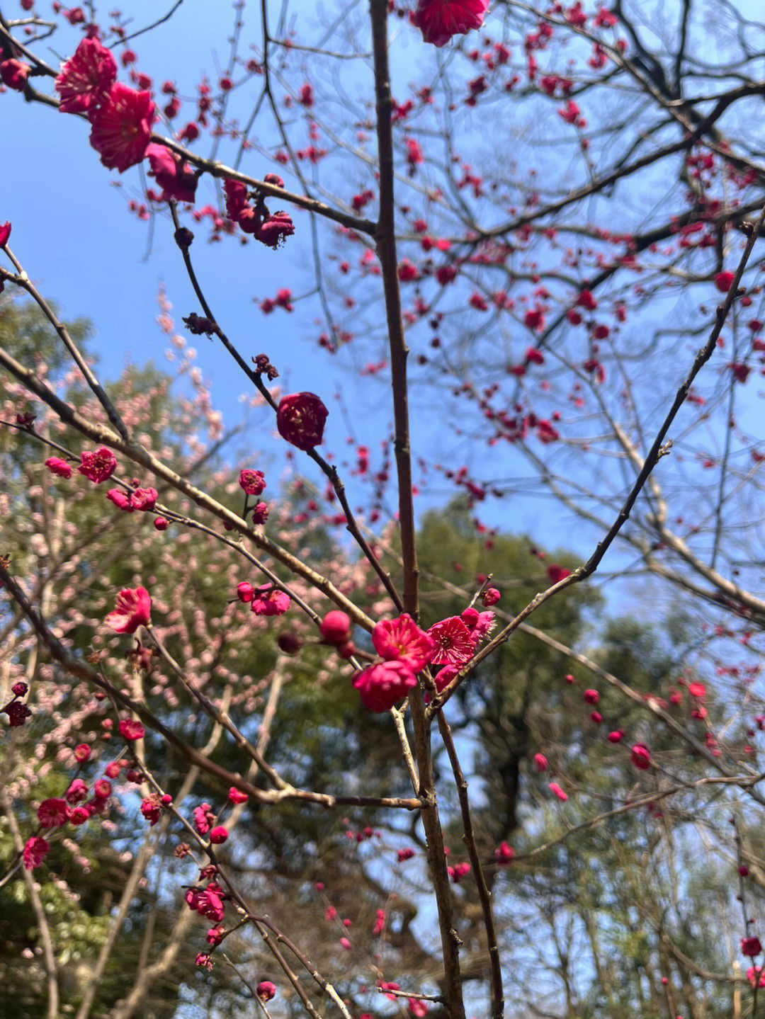 孤山梅花