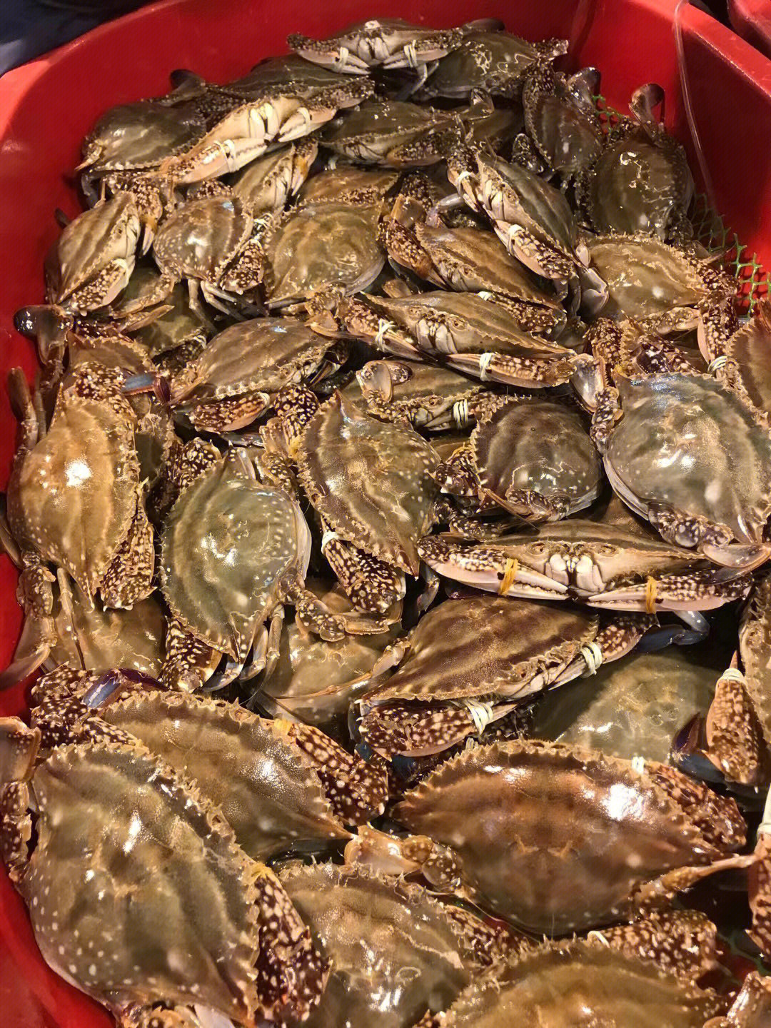 舟山红膏梭子蟹