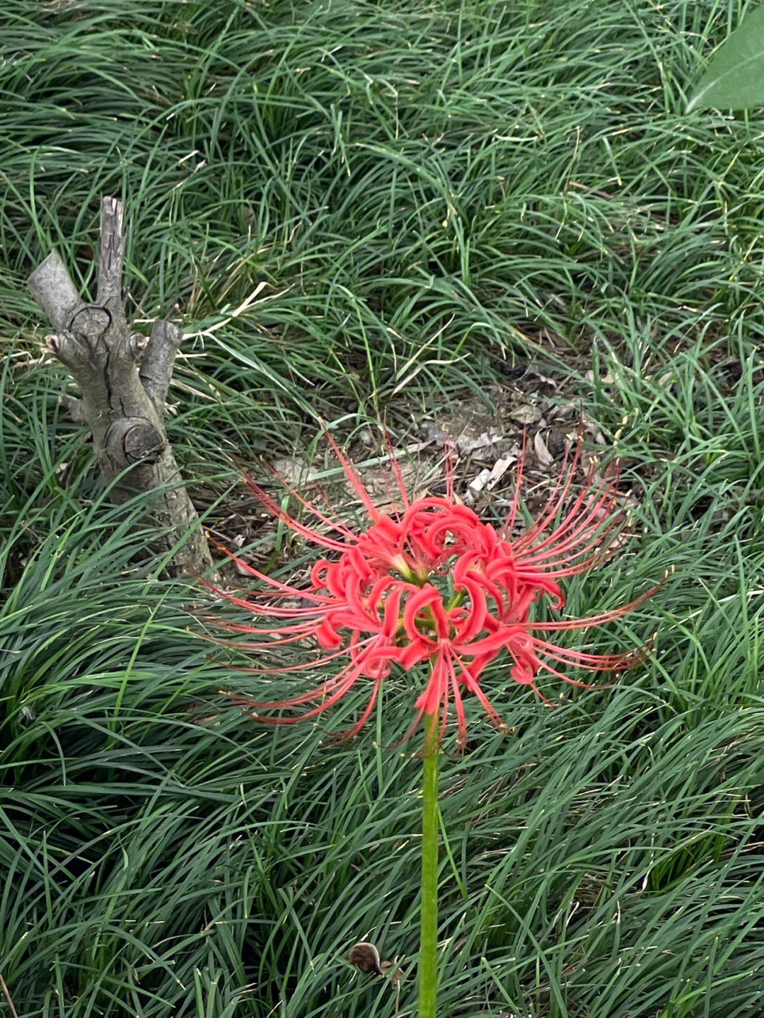 路边的彼岸花拍出来跟画一样美丽