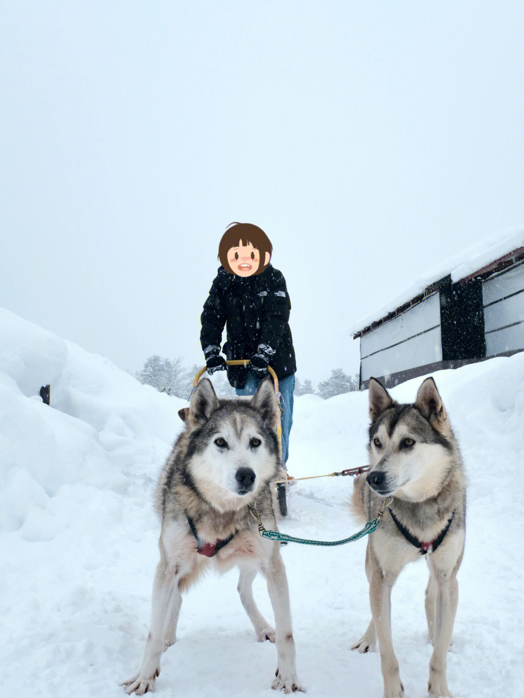 北海道雪橇犬