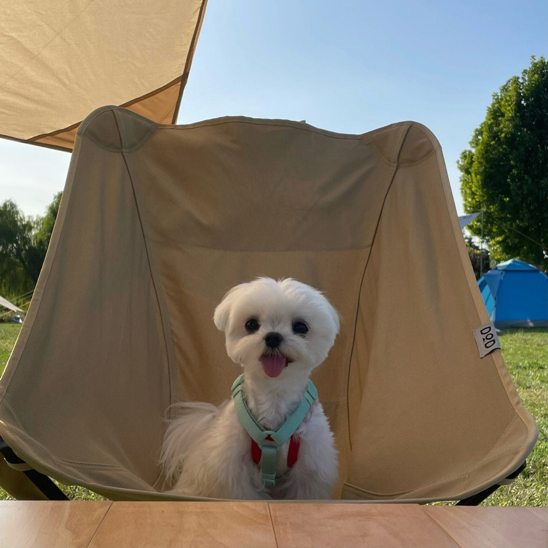 适合带狗狗玩耍的露营基地