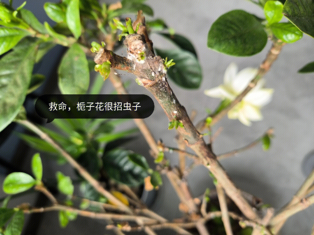 栀子花这种虫子怎么破