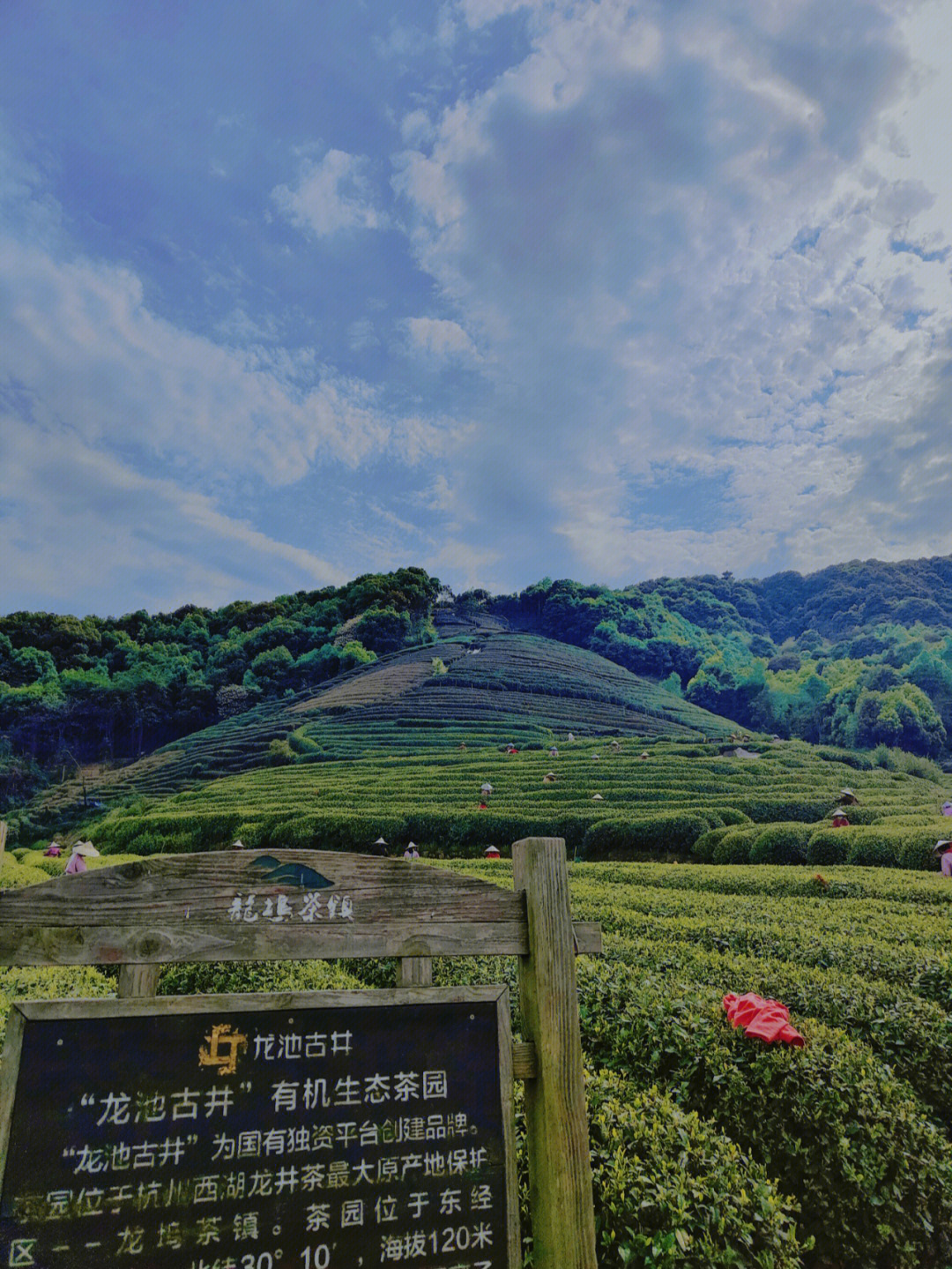 推荐杭州龙坞茶景色茶叶