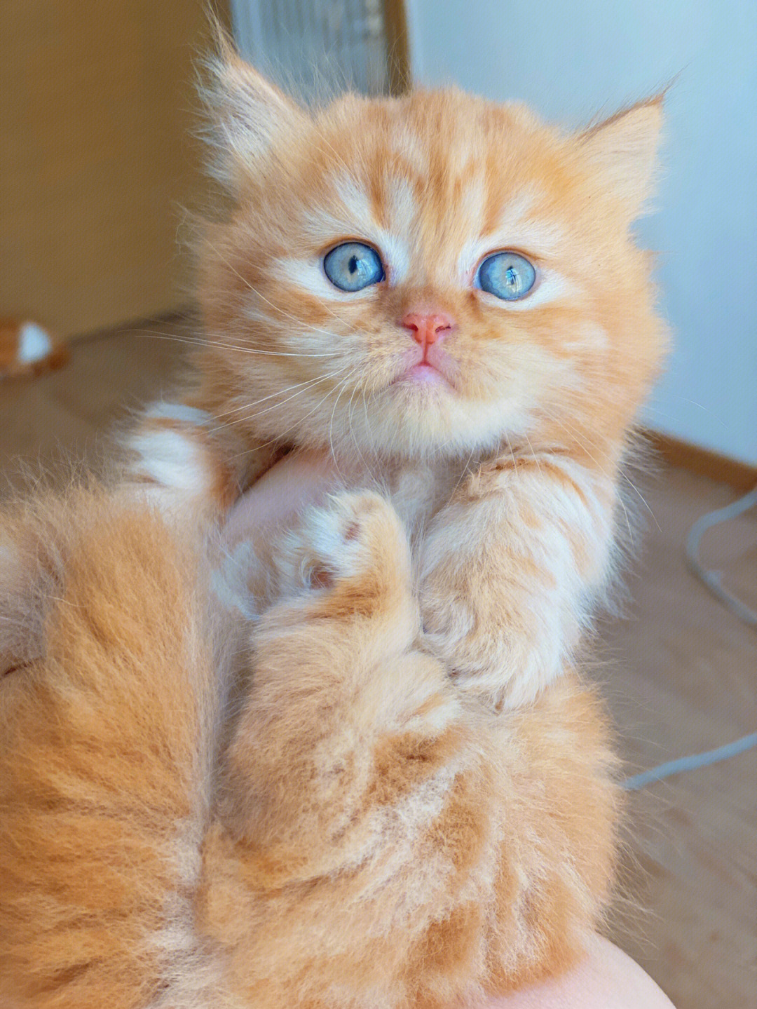 挪威森林猫 橘色图片