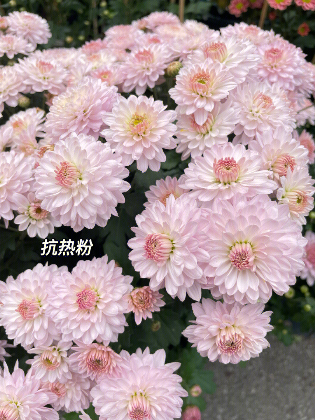 菊花品种及图片大全图片