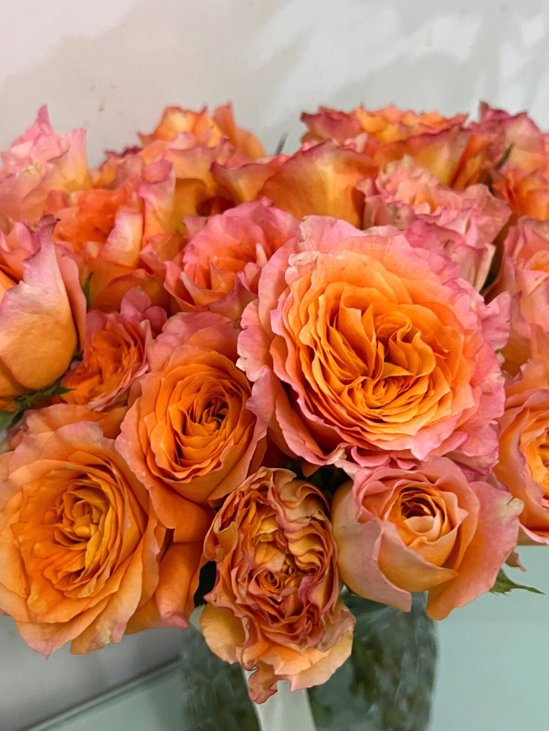 火灵鸟玫瑰热情的橙红与不规则花瓣的碰撞