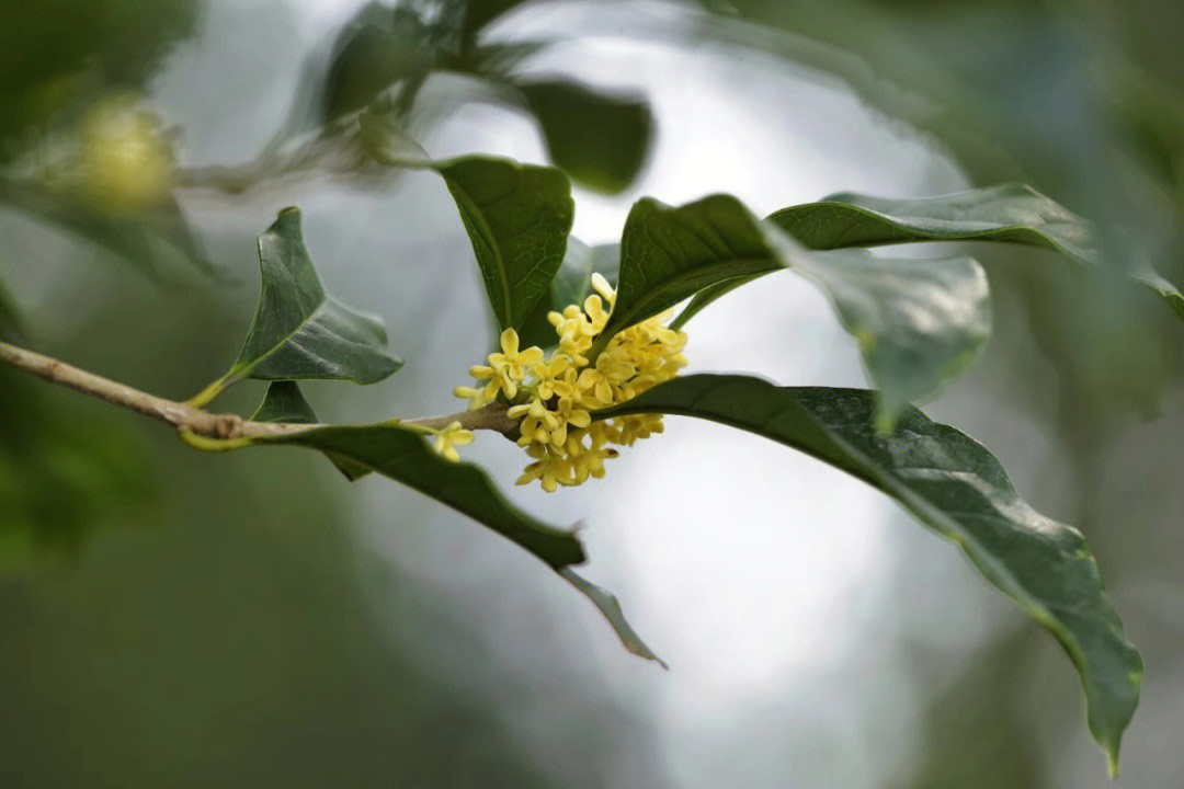 桂花