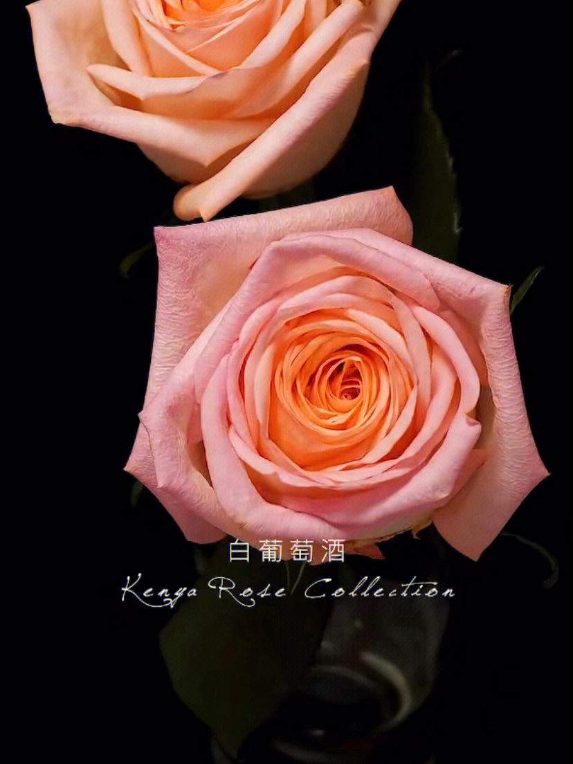 肯尼亚玫瑰花语图片