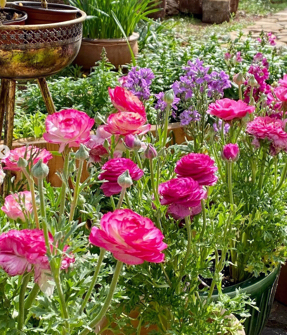 适合花园庭院种植的观赏性花卉洋牡丹