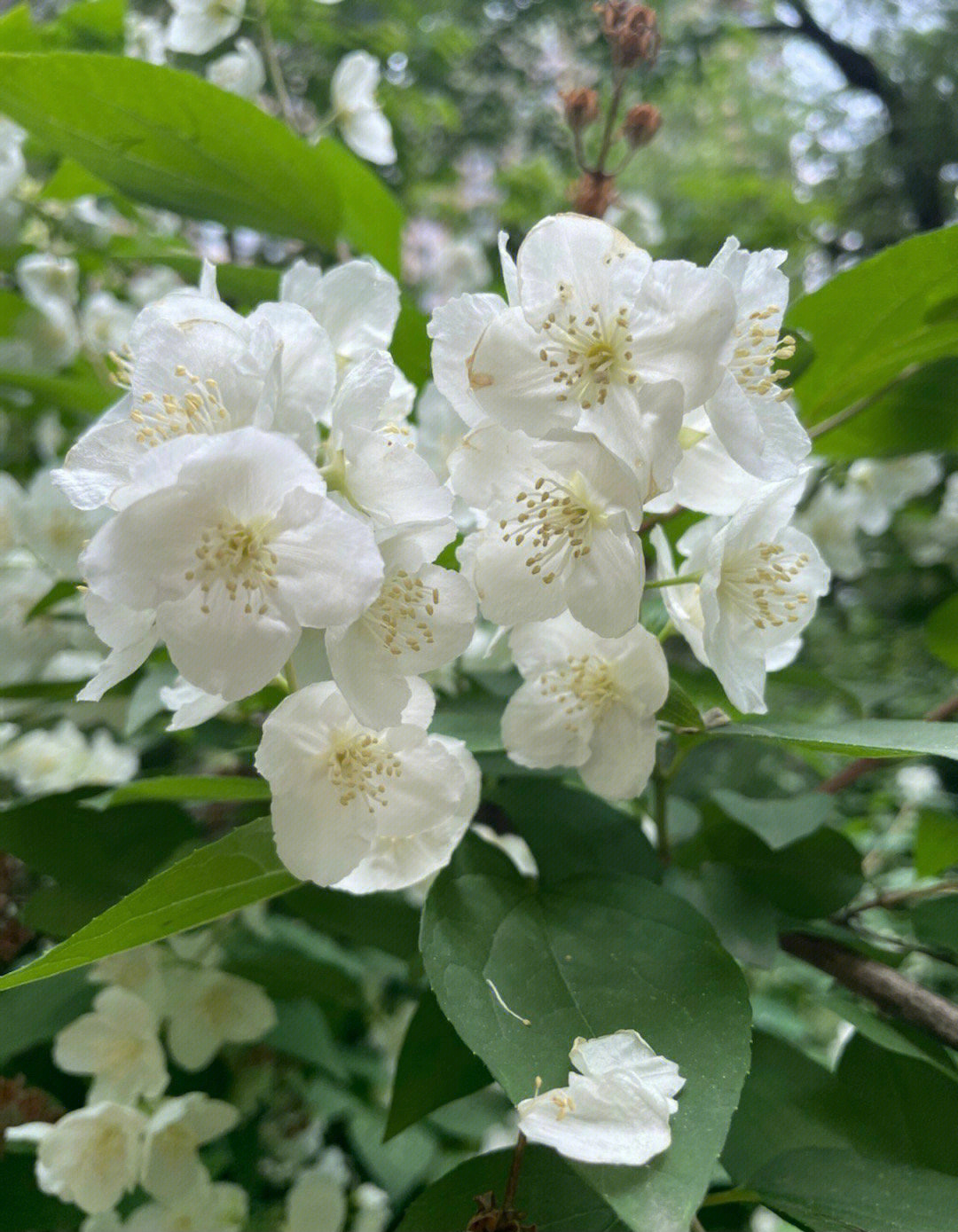 爆开的山梅花