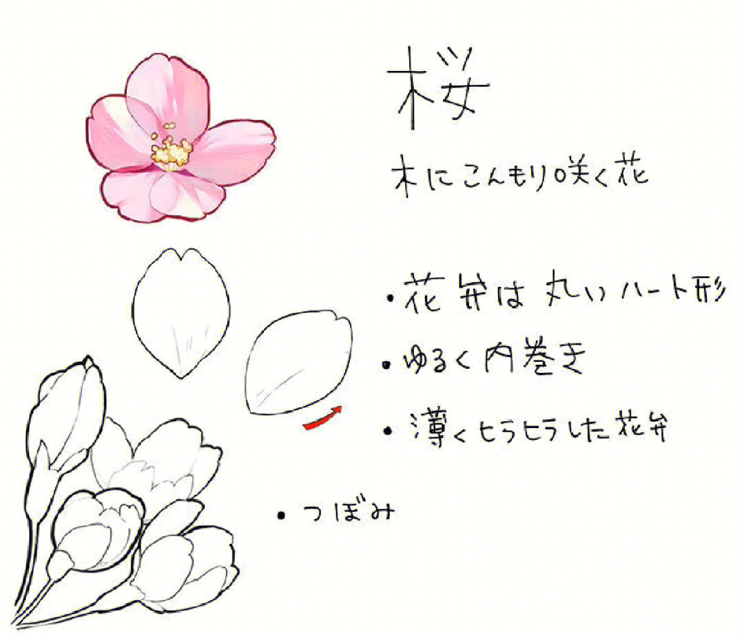 小学生樱花的简单画法图片