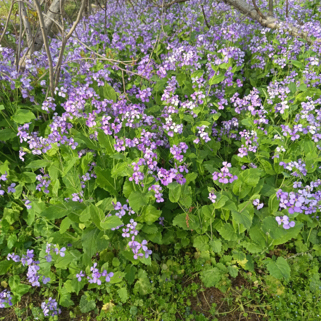 紫杆油菜花图片