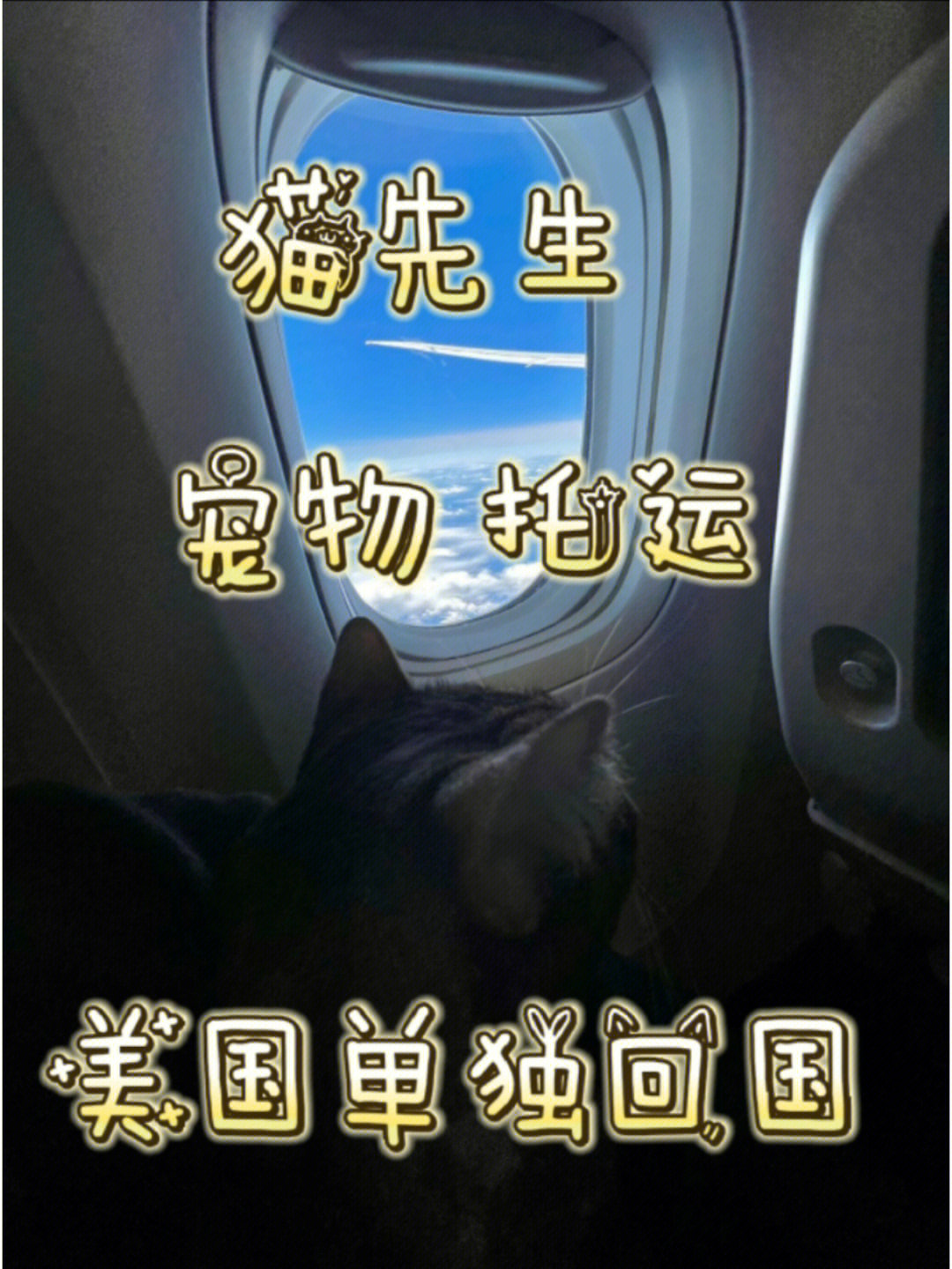 猫先生集锦图片