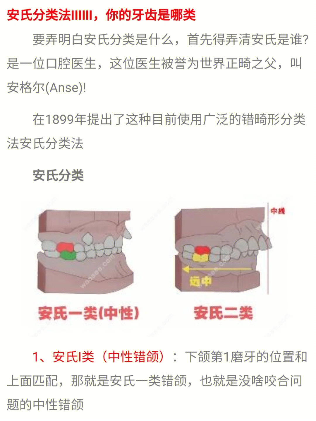 安氏分类关系图图片