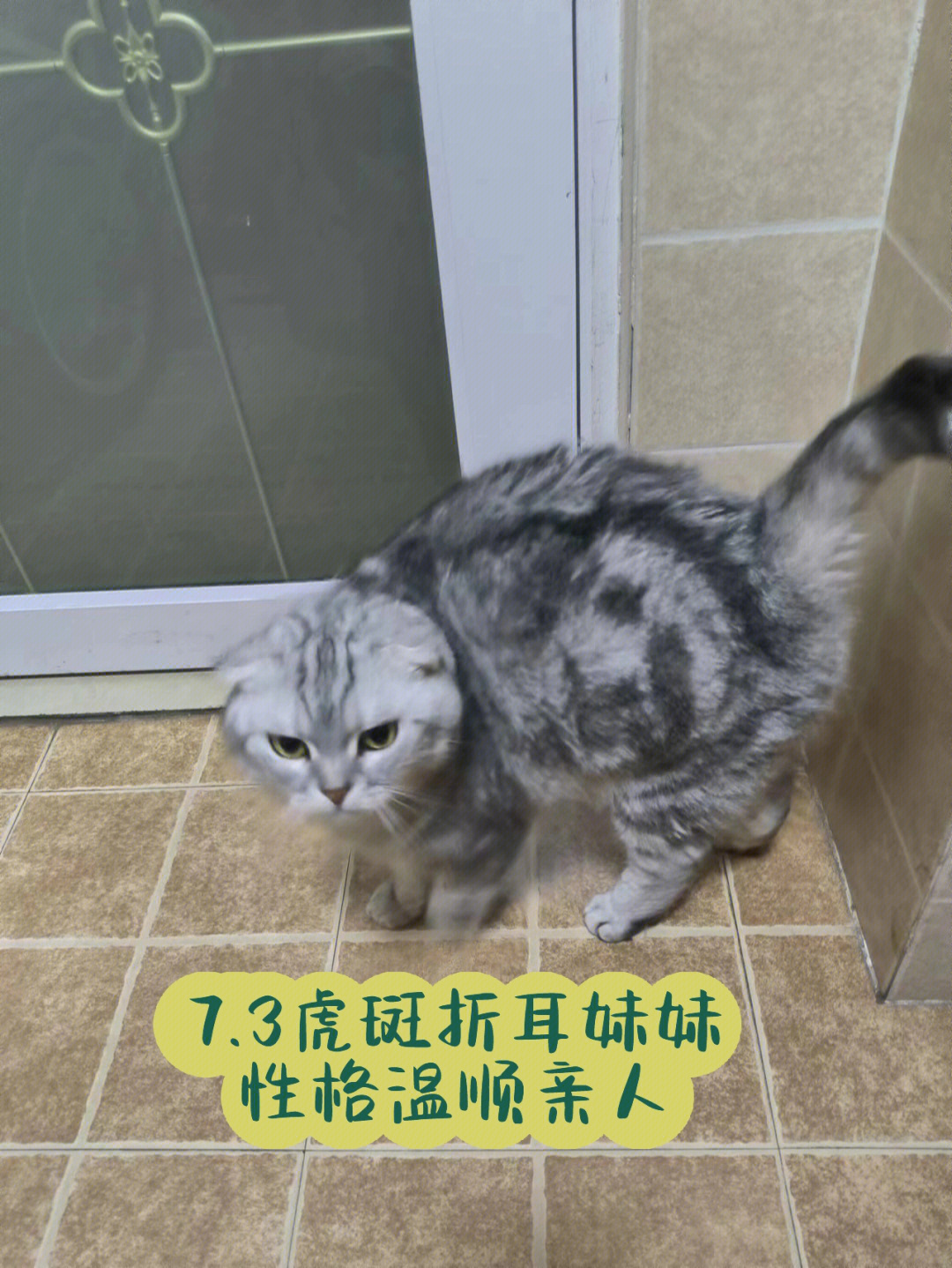 虎斑折耳妹妹,四岁,已绝育因孩子猫毛过敏送养找郑州本地领养