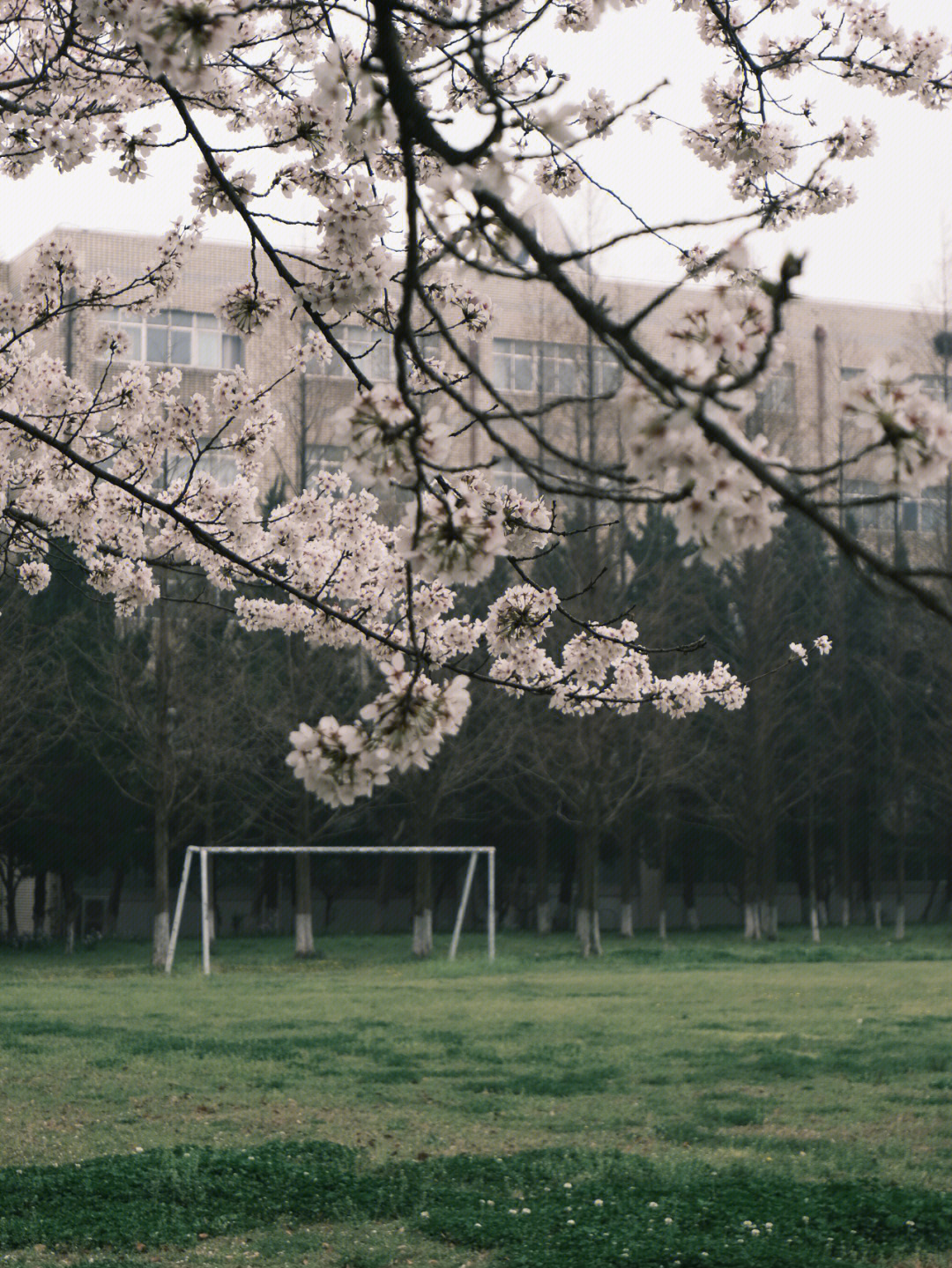 校园樱花