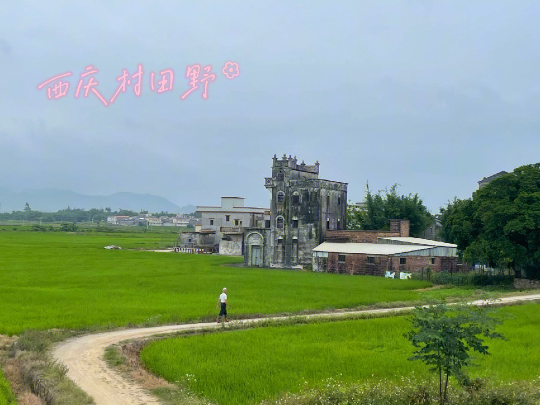 乡村小野景发现台山冲蒌镇之西兴村后基围