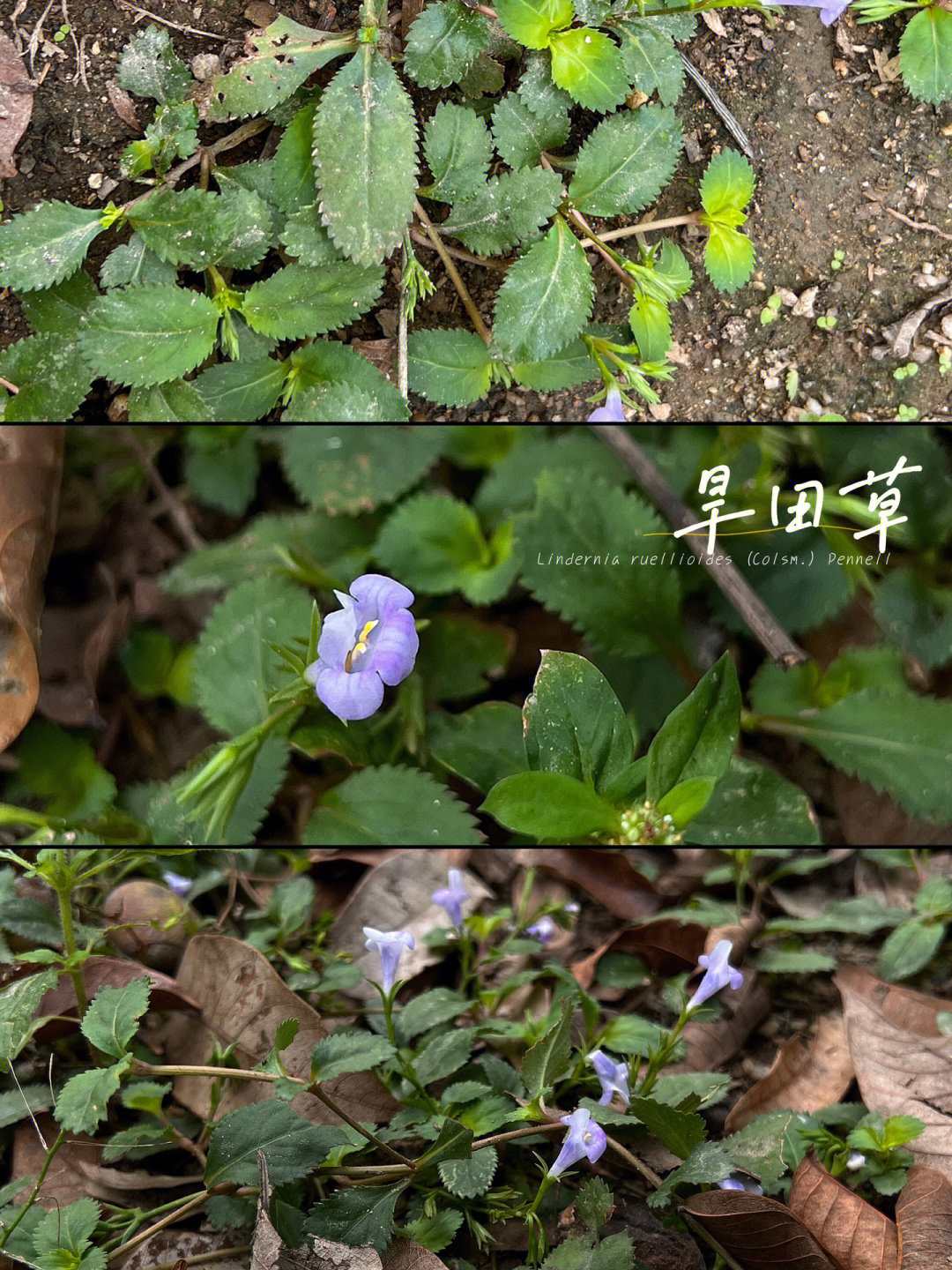 140旱田草中药材又名调经草