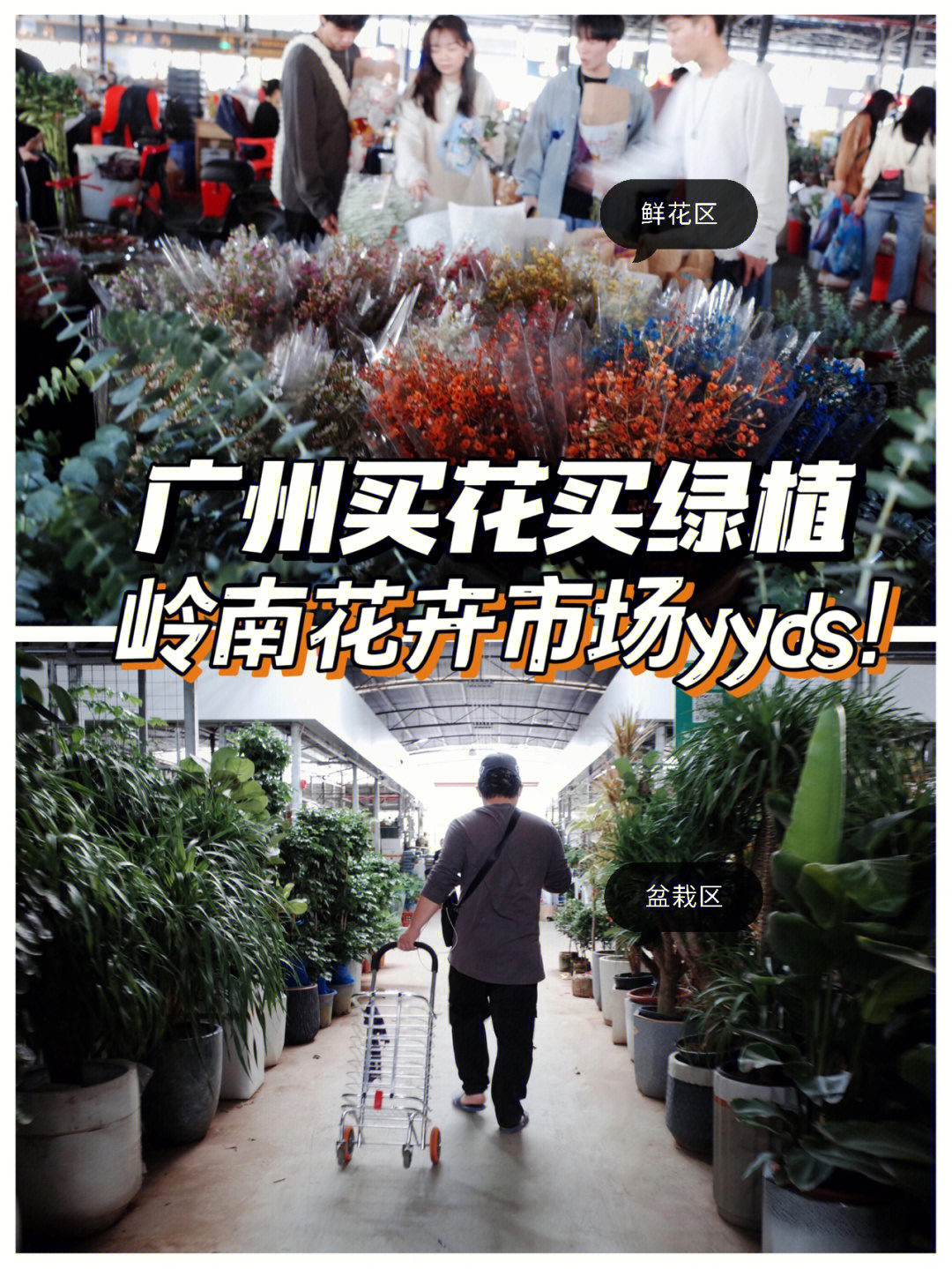 广州岭南花卉市场,买到超满意的马醉木!